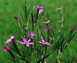 Dianthus armeria